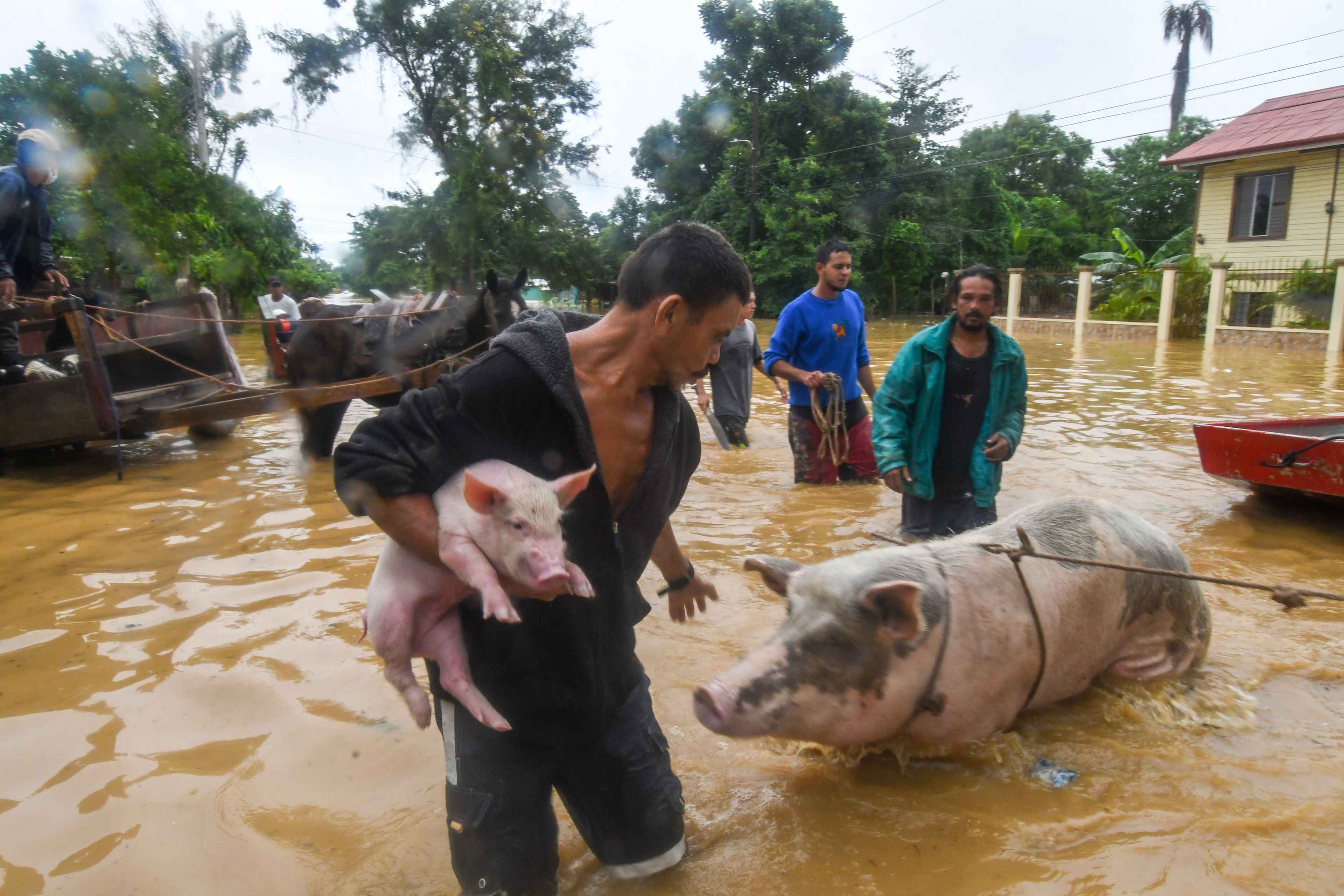 A man rescues his pigs after the overflowing of the Ulua River in the municipality of El Progreso, department of Yoro, Honduras on November 5, 2020. due to the heavy rains caused by Hurricane Eta, now degraded to a tropical storm. - Eta devastated coastal areas of northern Nicaragua before weakening to a tropical depression by Wednesday as it pushed north through Honduras, Guatemala and Costa Rica. (Photo by Orlando SIERRA / AFP)